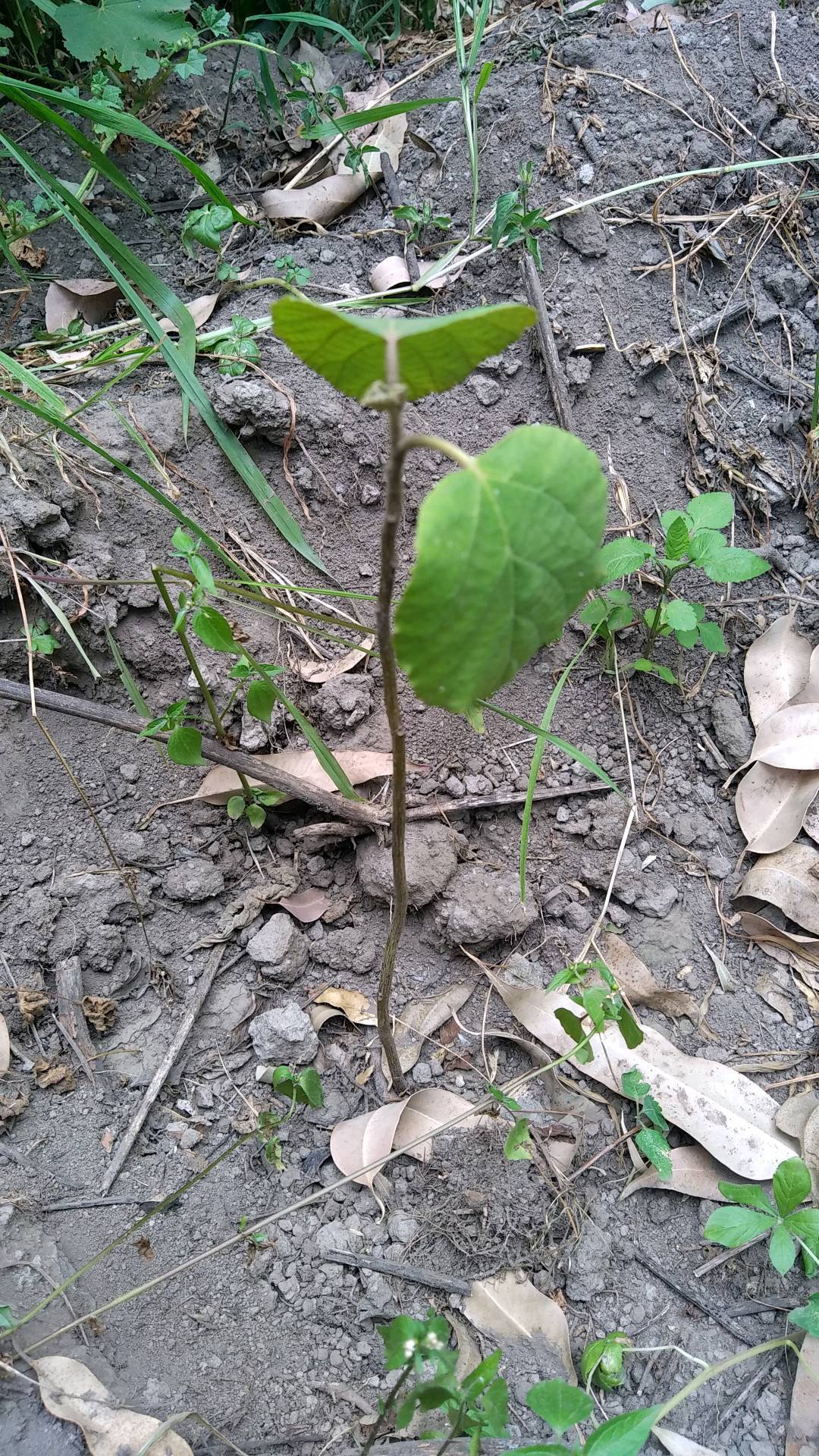tree