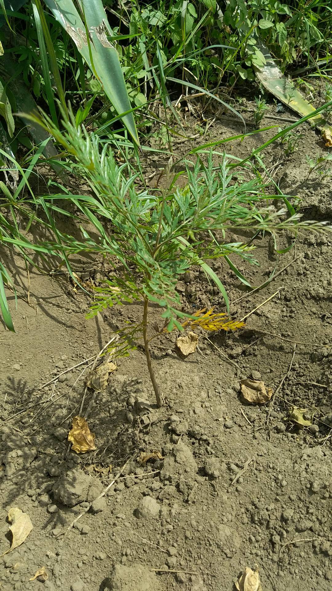 tree