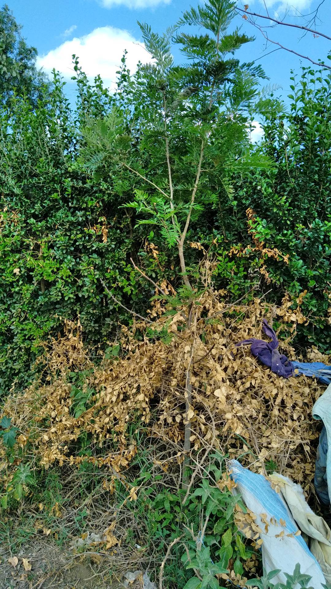 tree