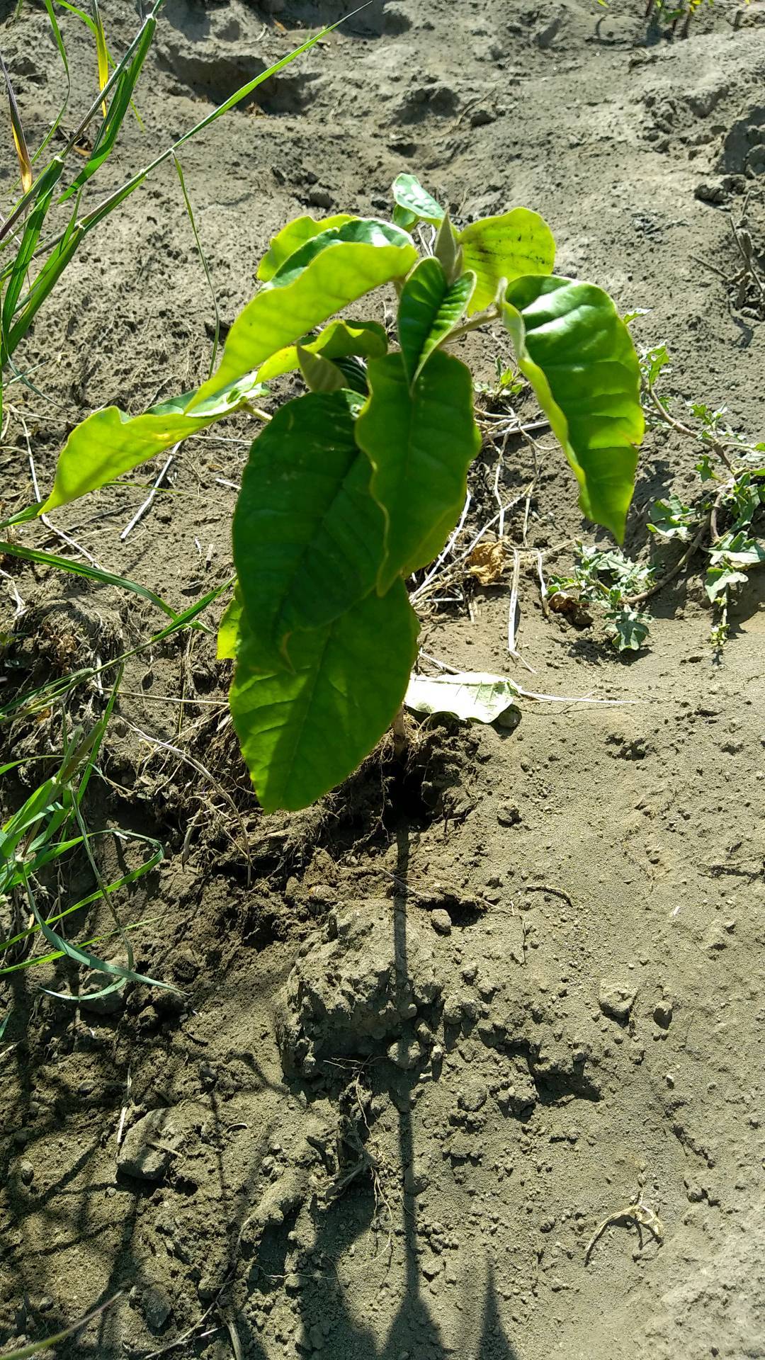 tree