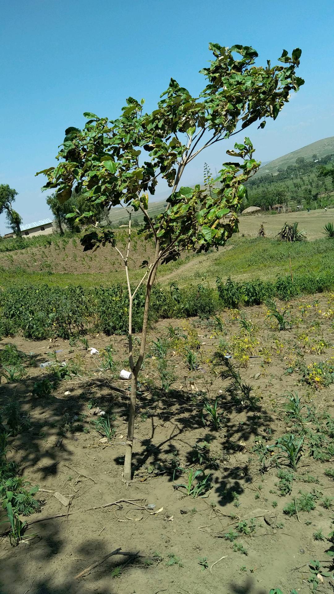 tree