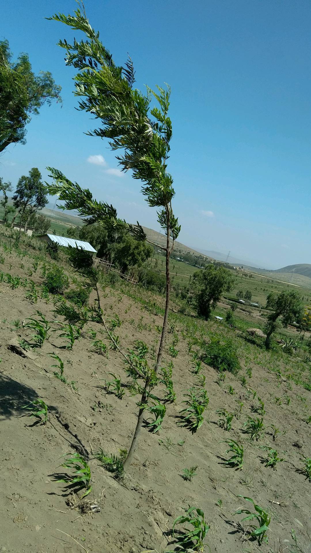 tree