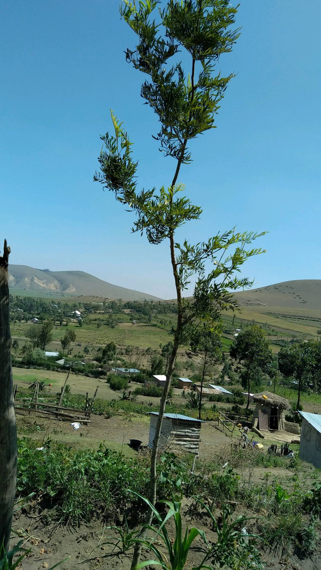 tree