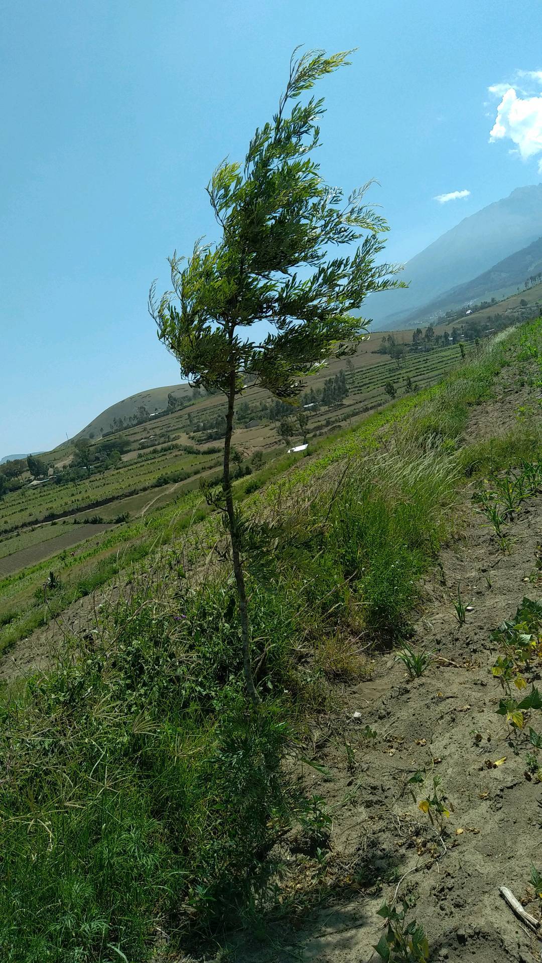 tree