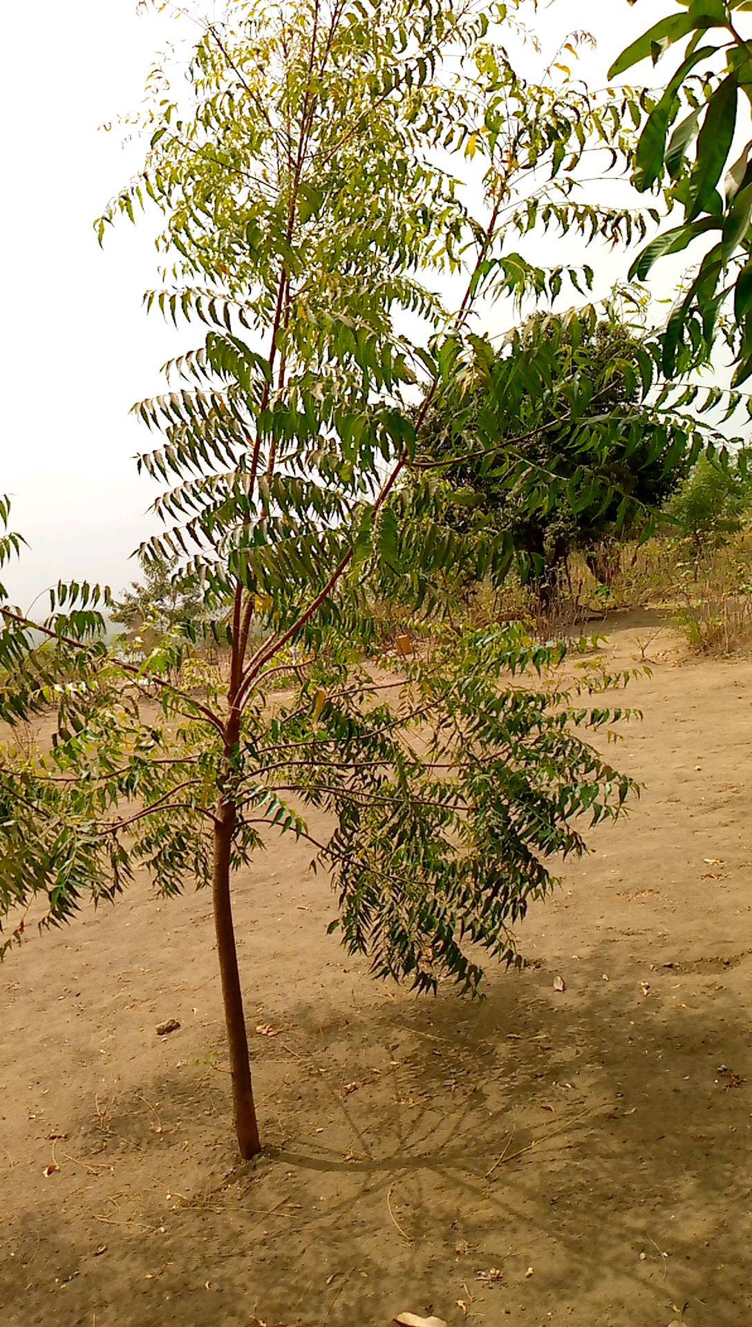 tree
