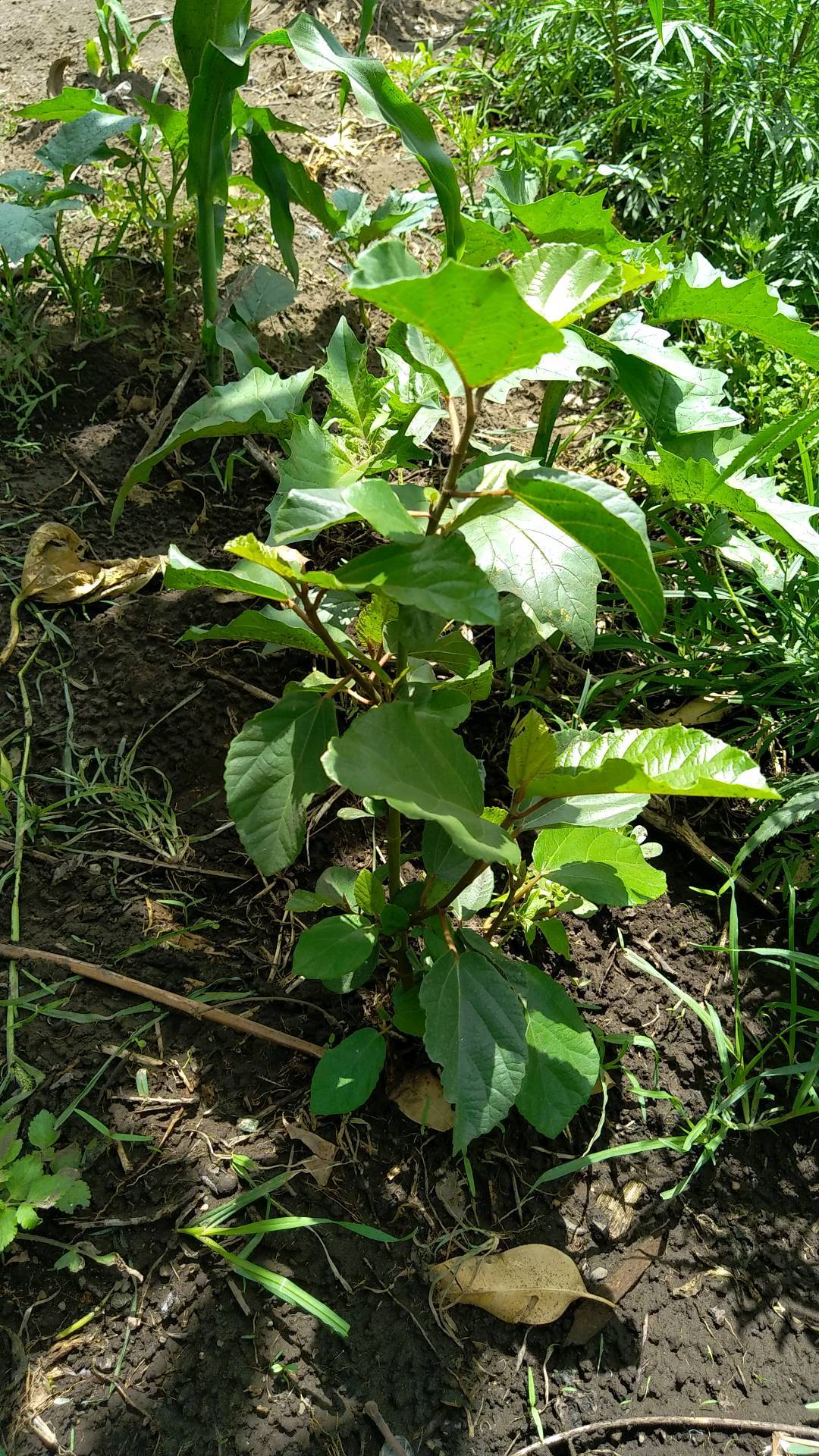 tree