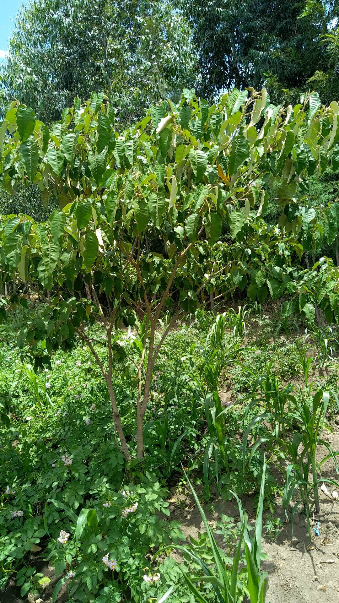 tree