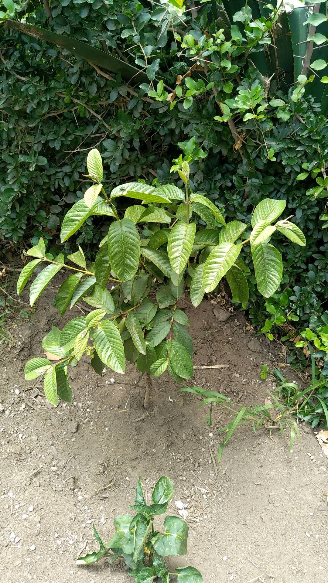 tree