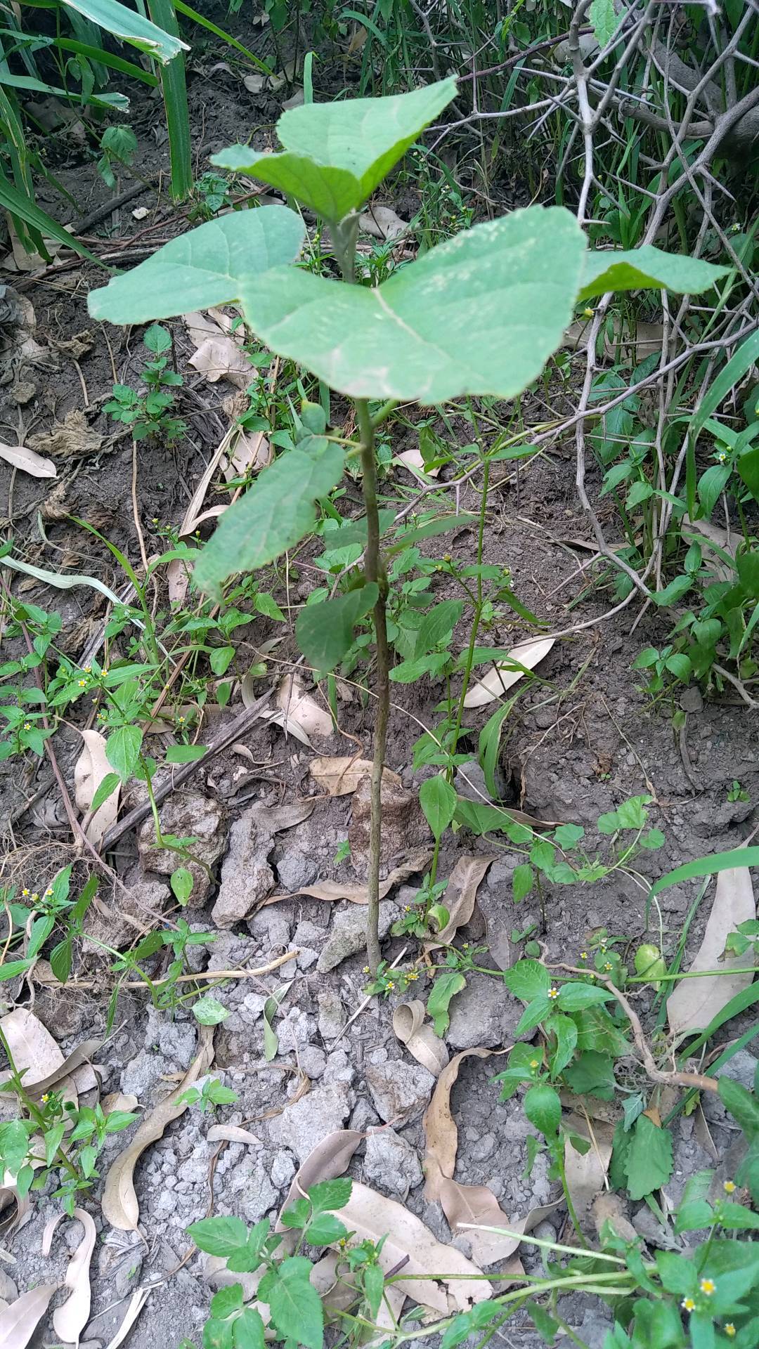 tree