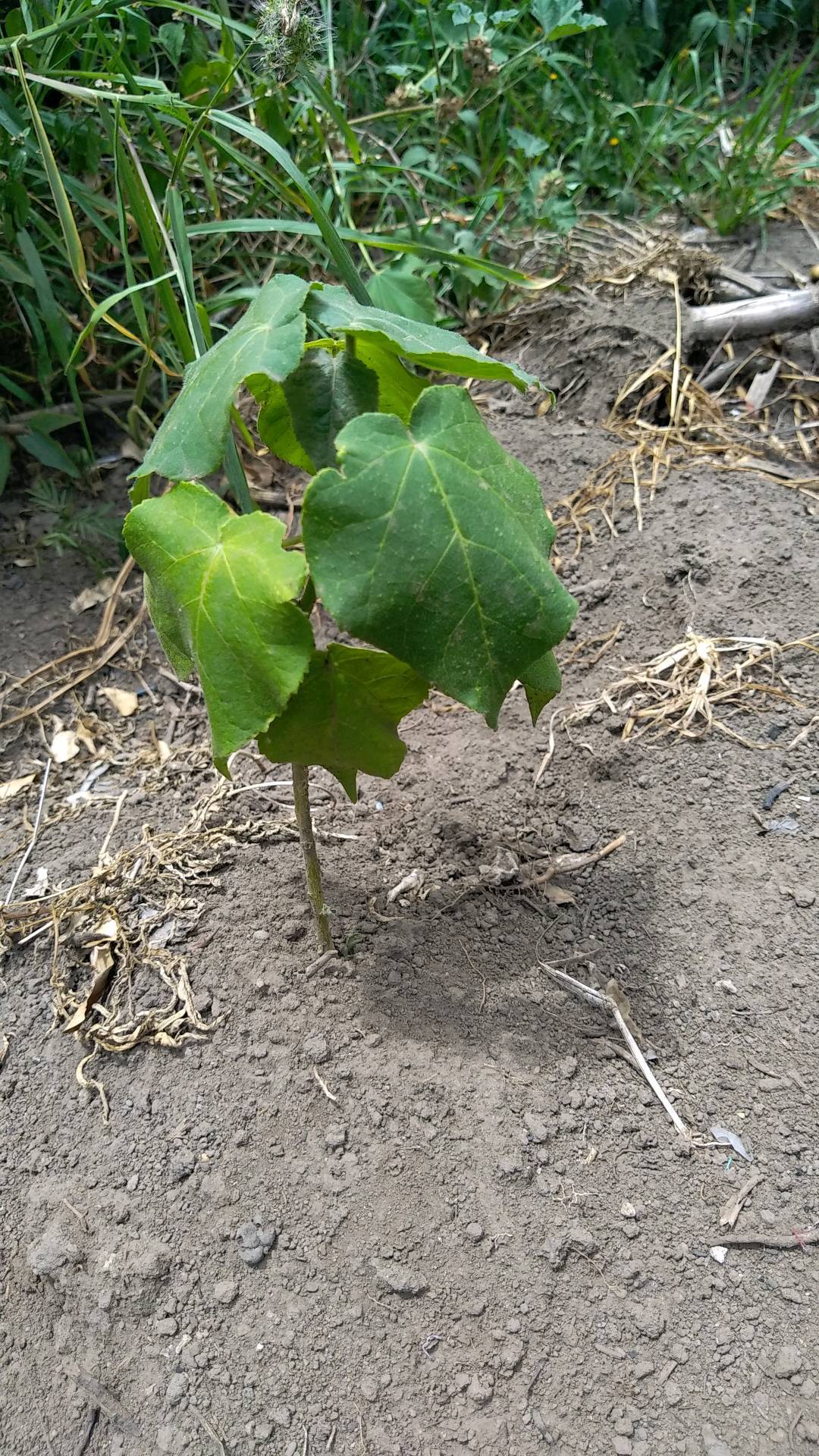 tree