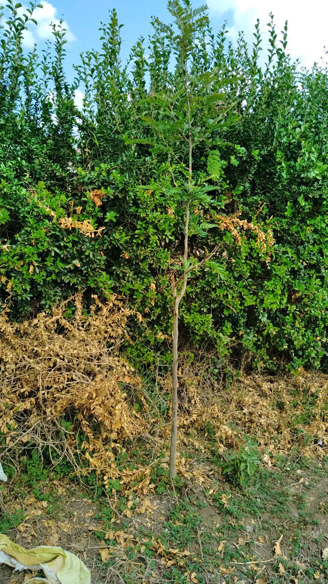tree