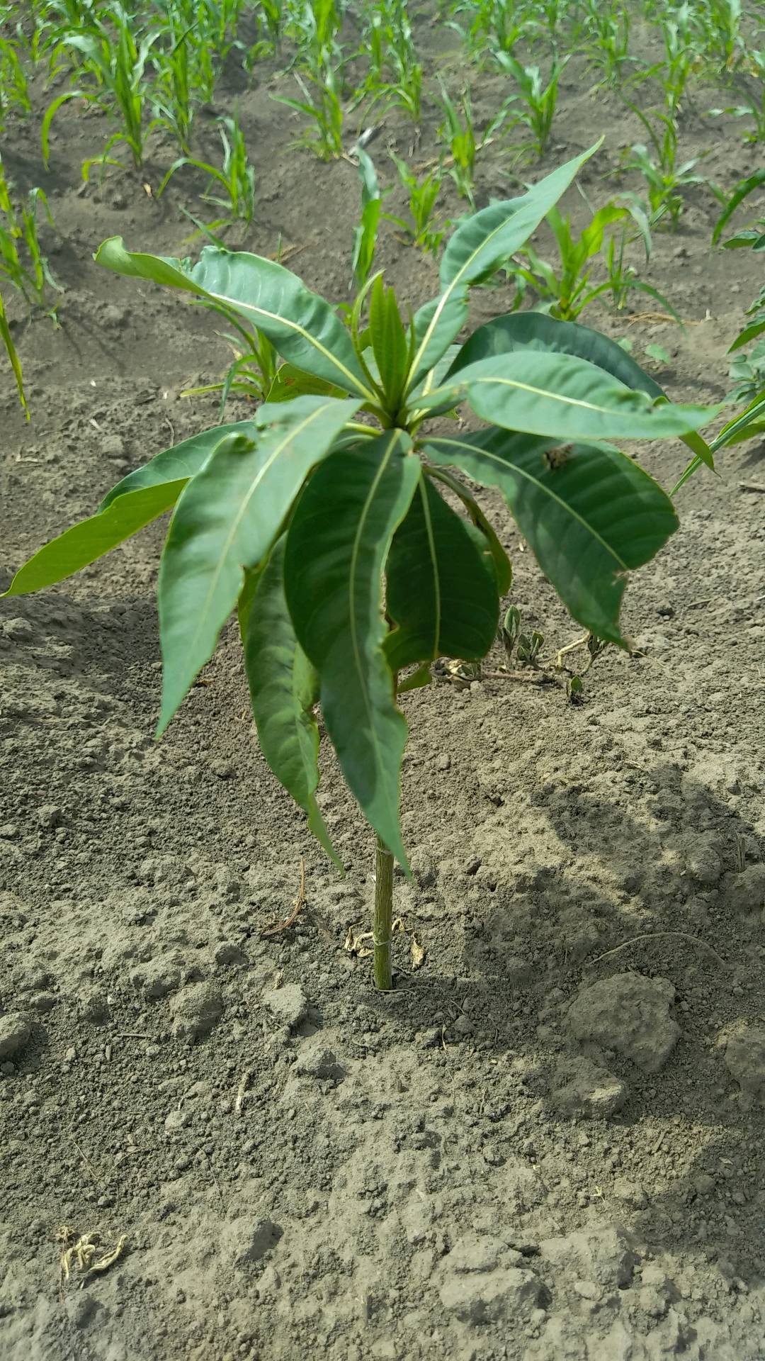 tree