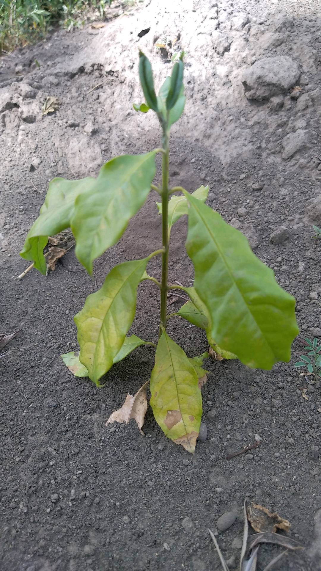 tree