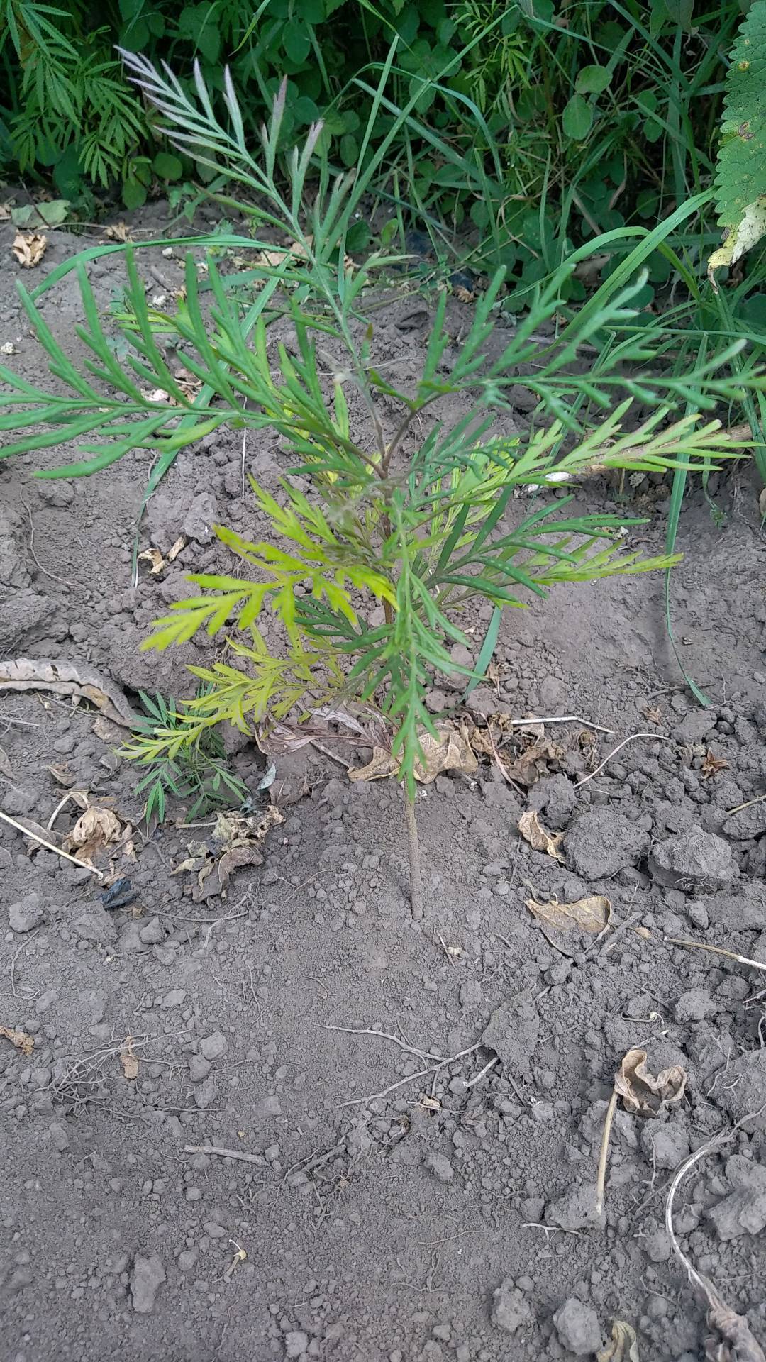 tree