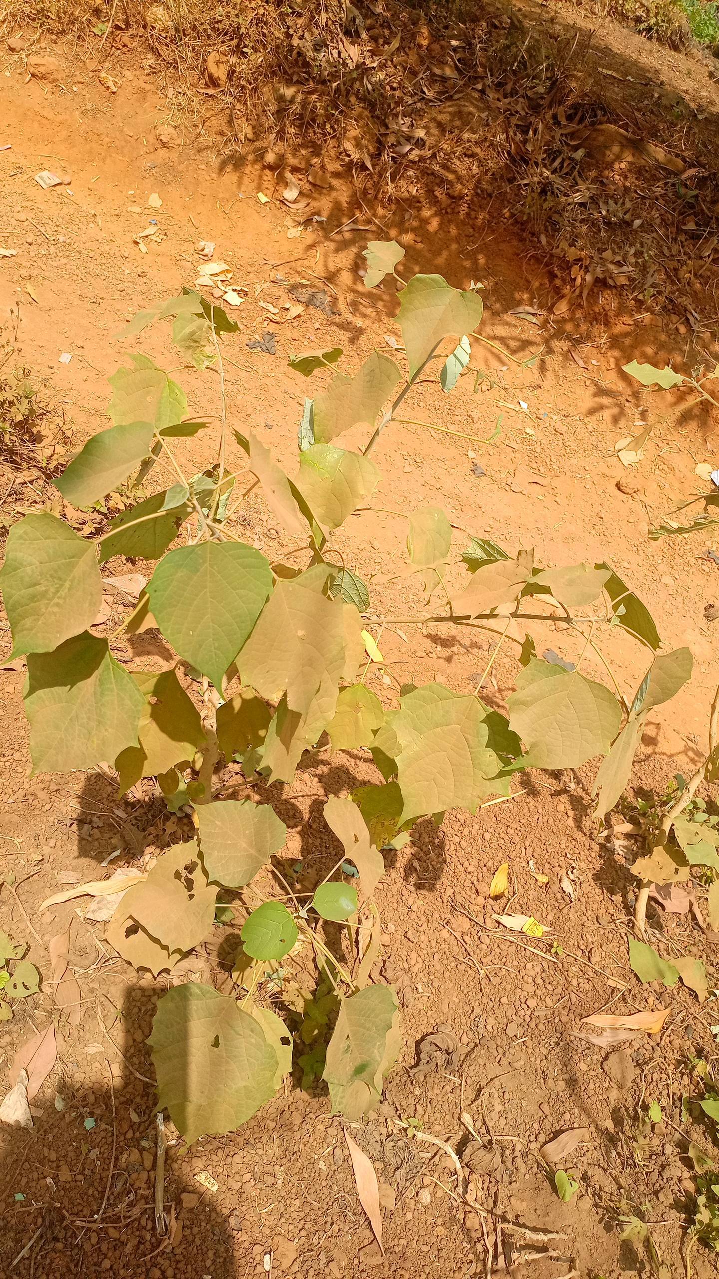 tree