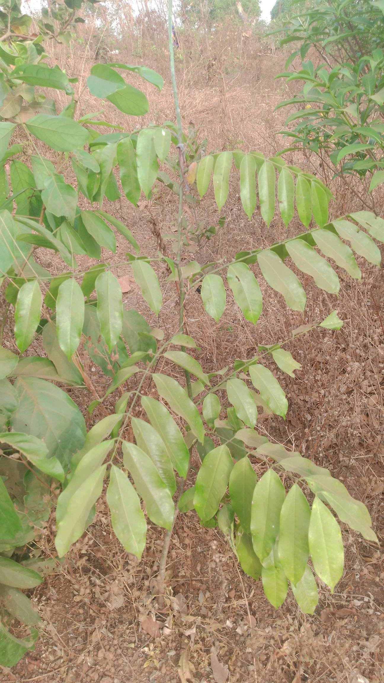 tree