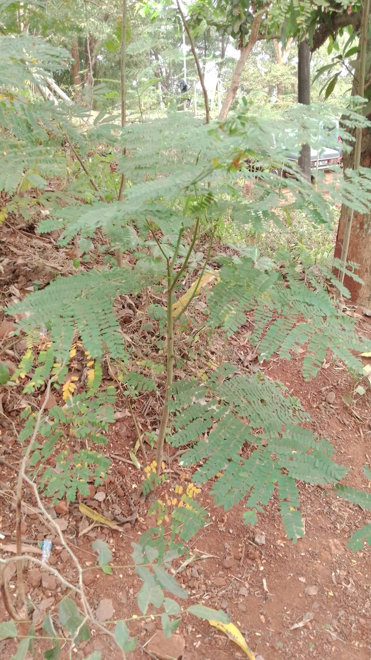 tree