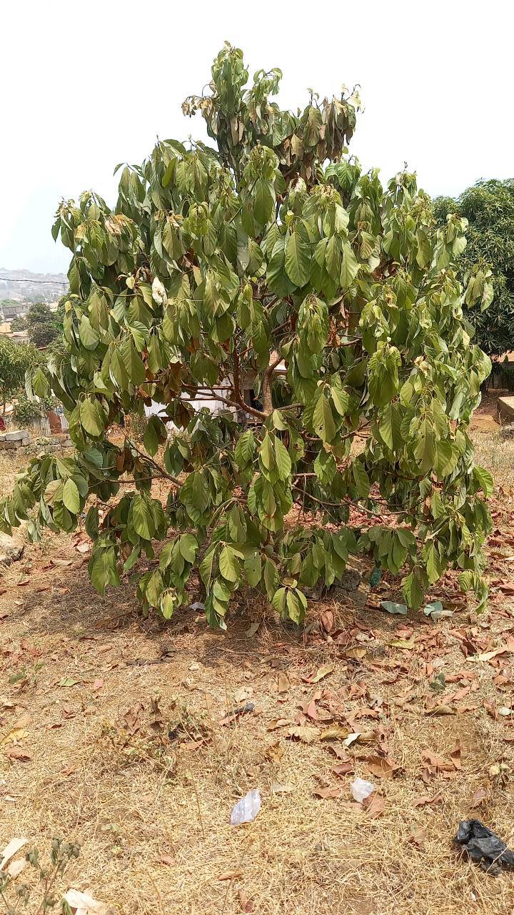 tree