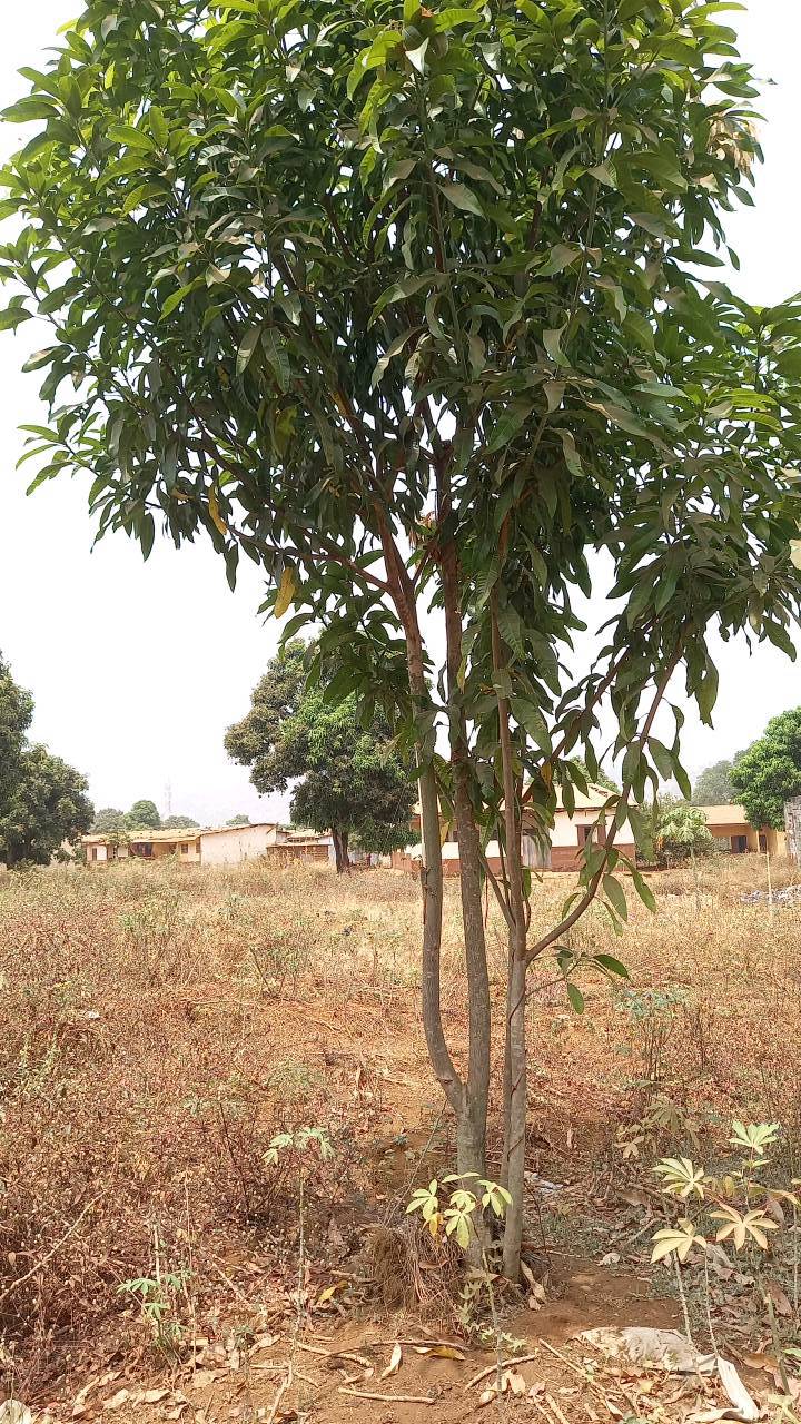 tree