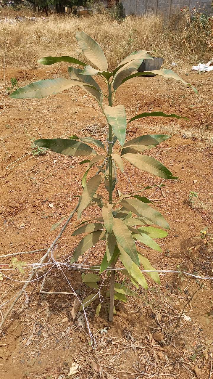 tree