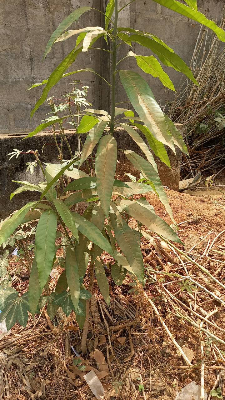 tree