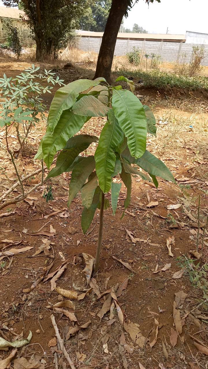tree