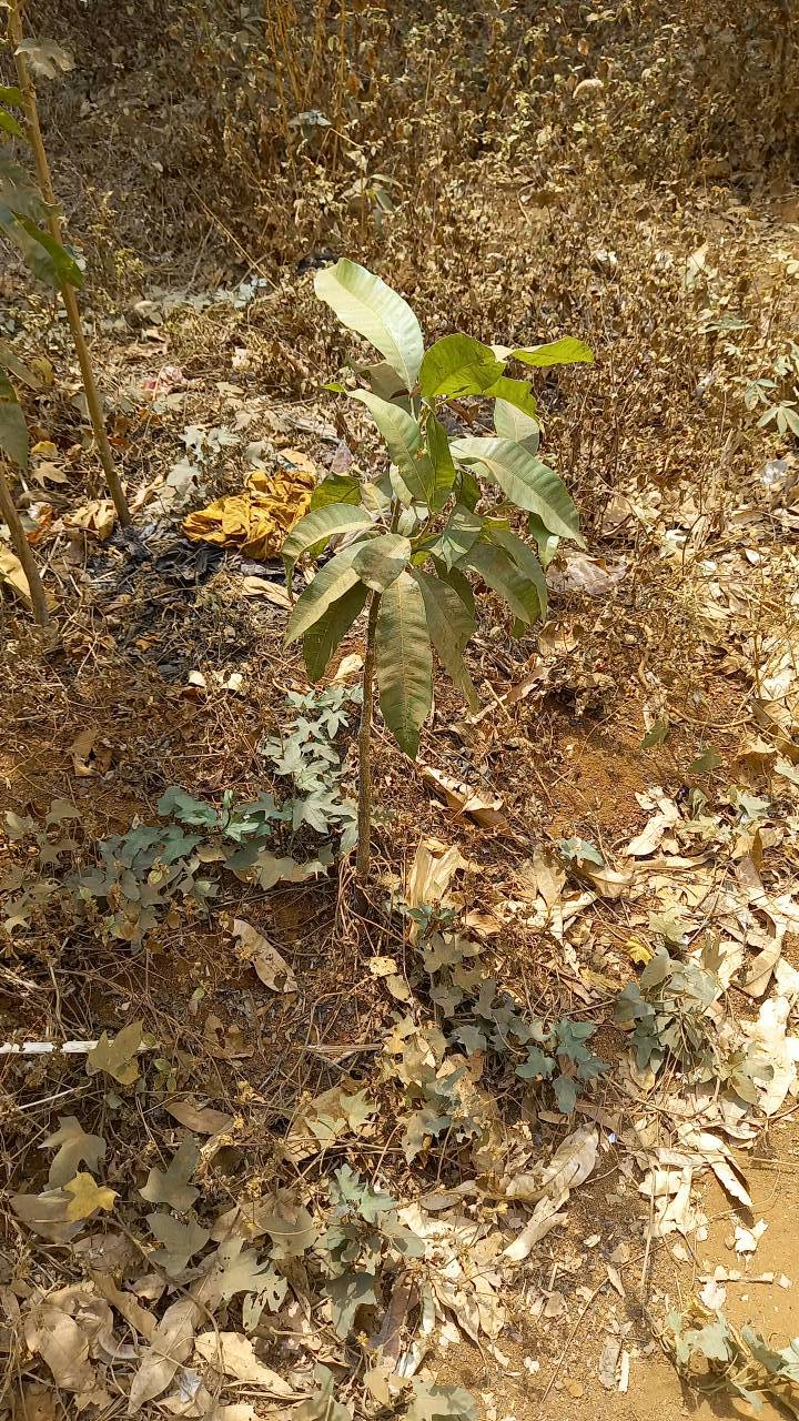 tree