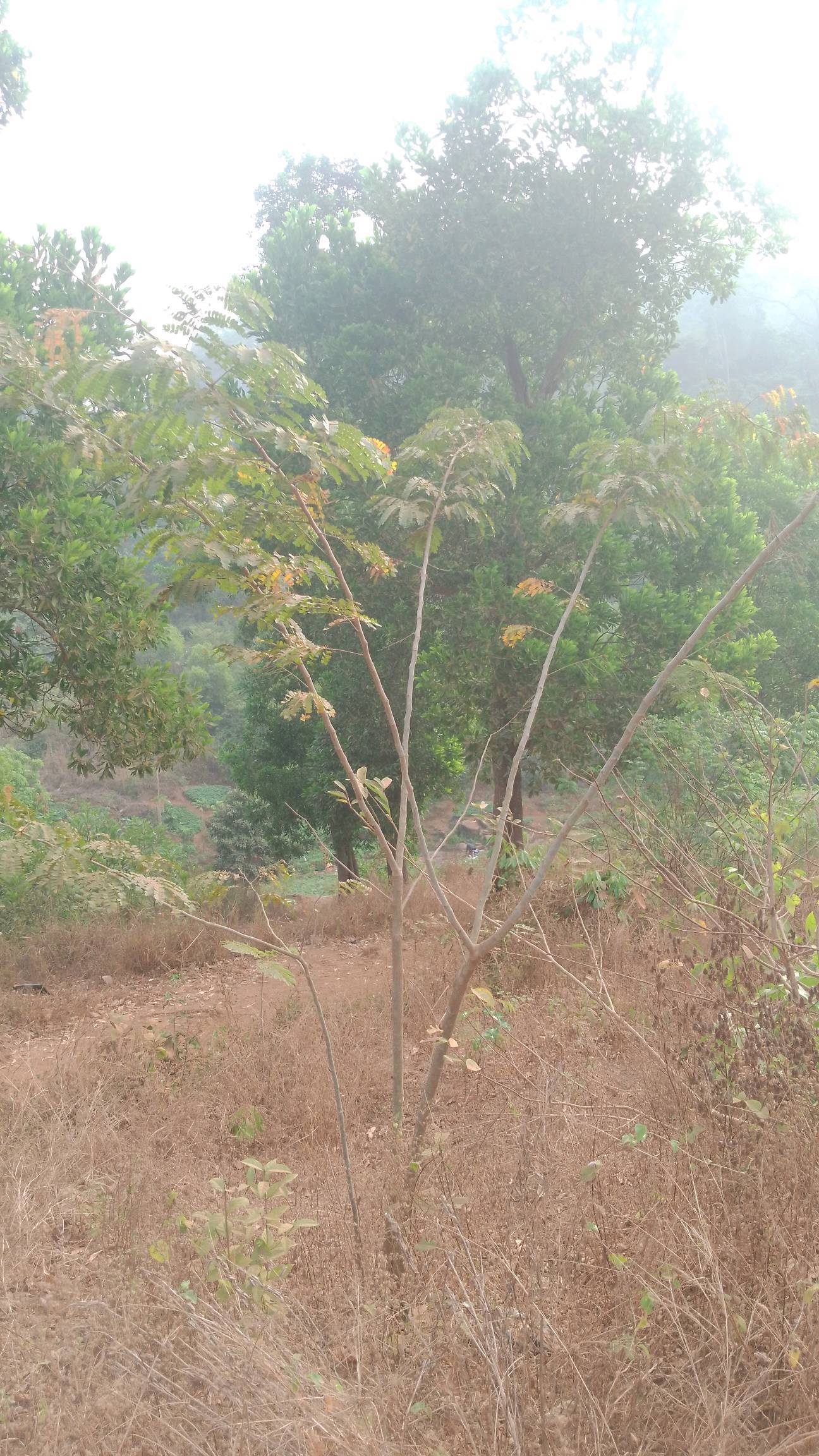 tree