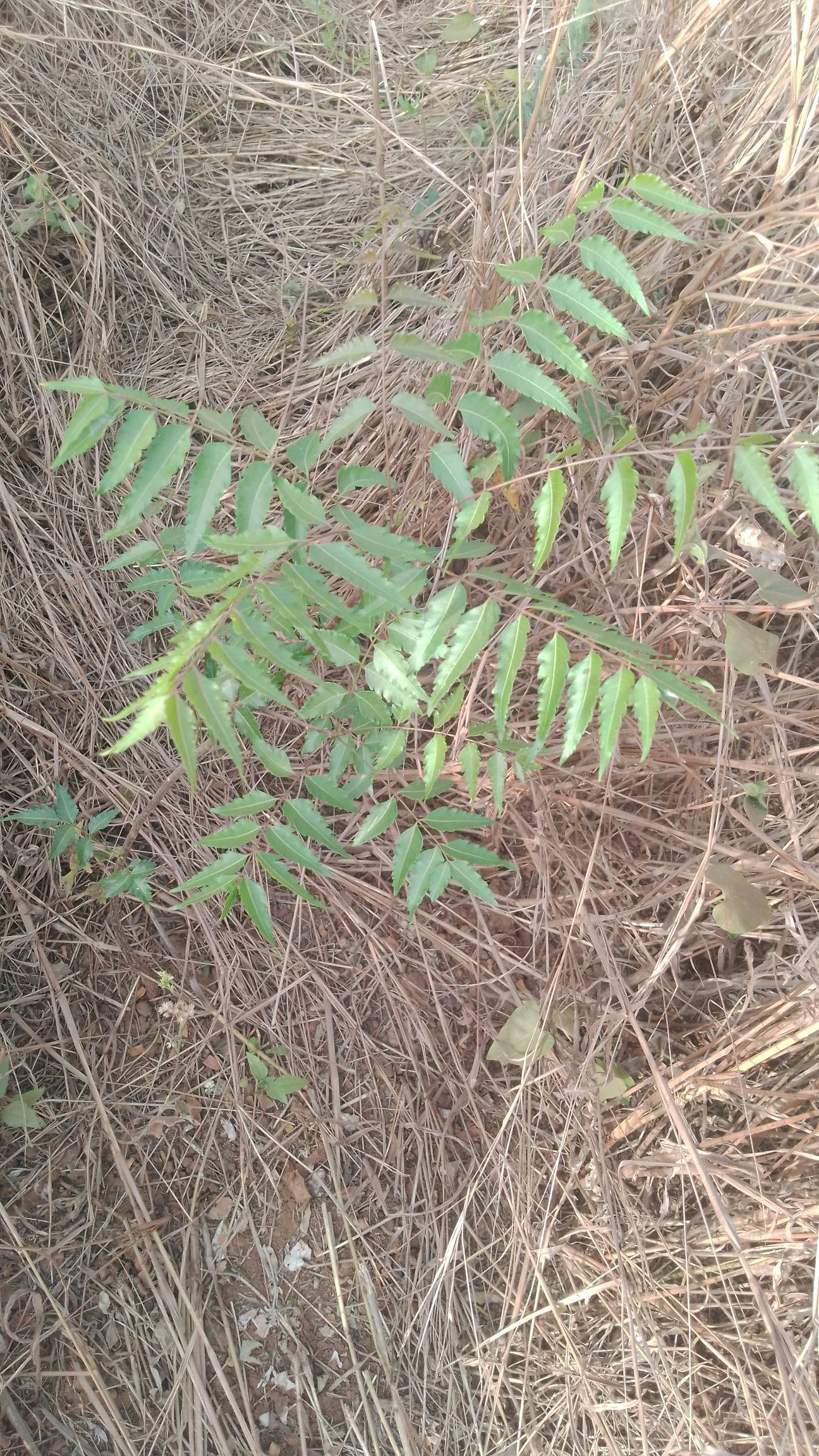 tree
