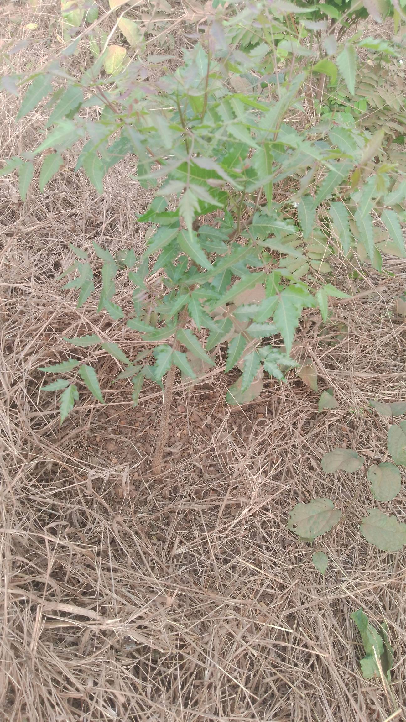 tree