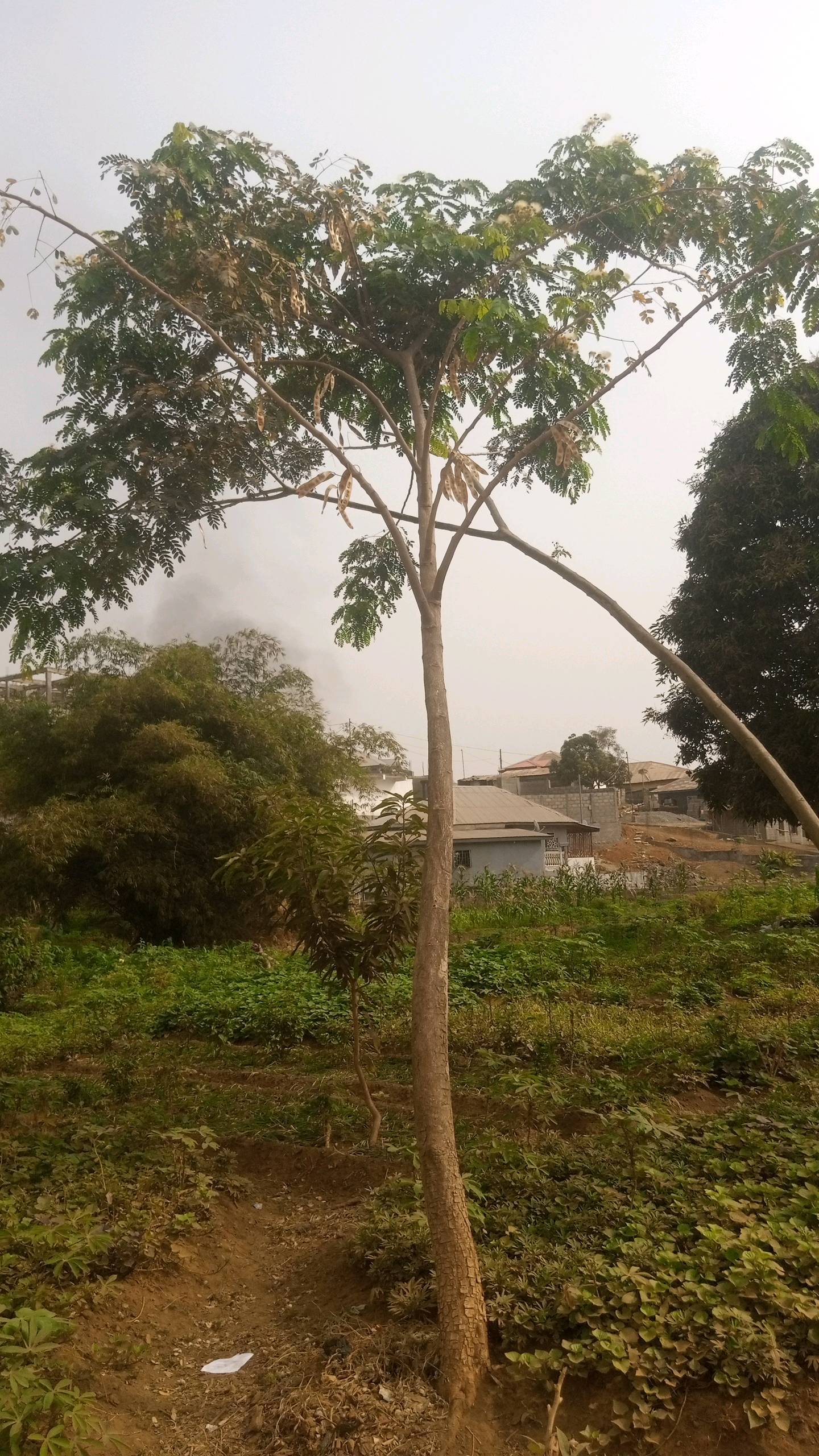 tree