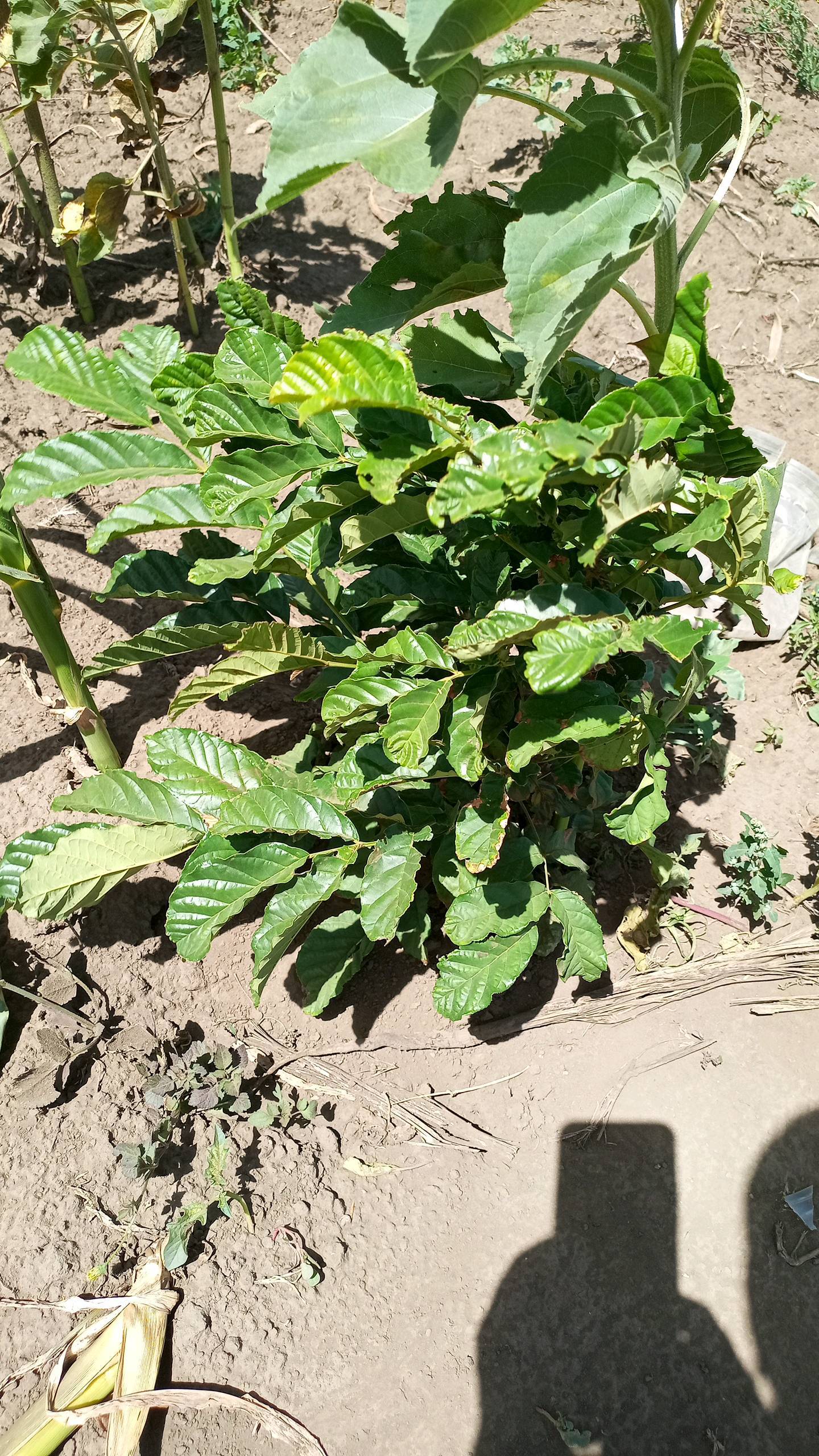 tree