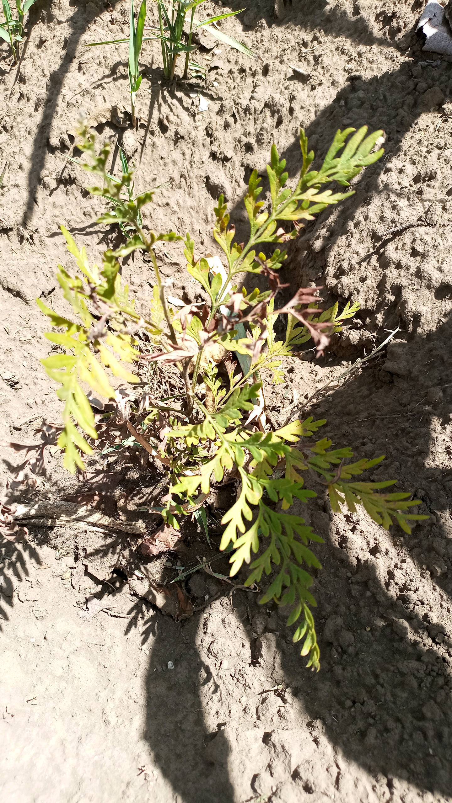 tree