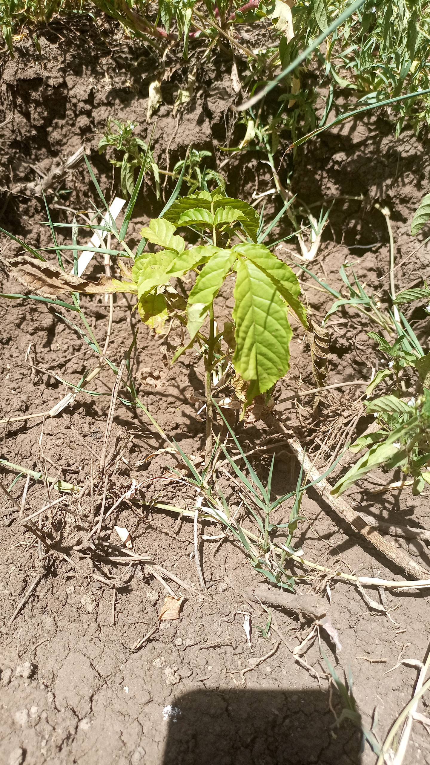 tree
