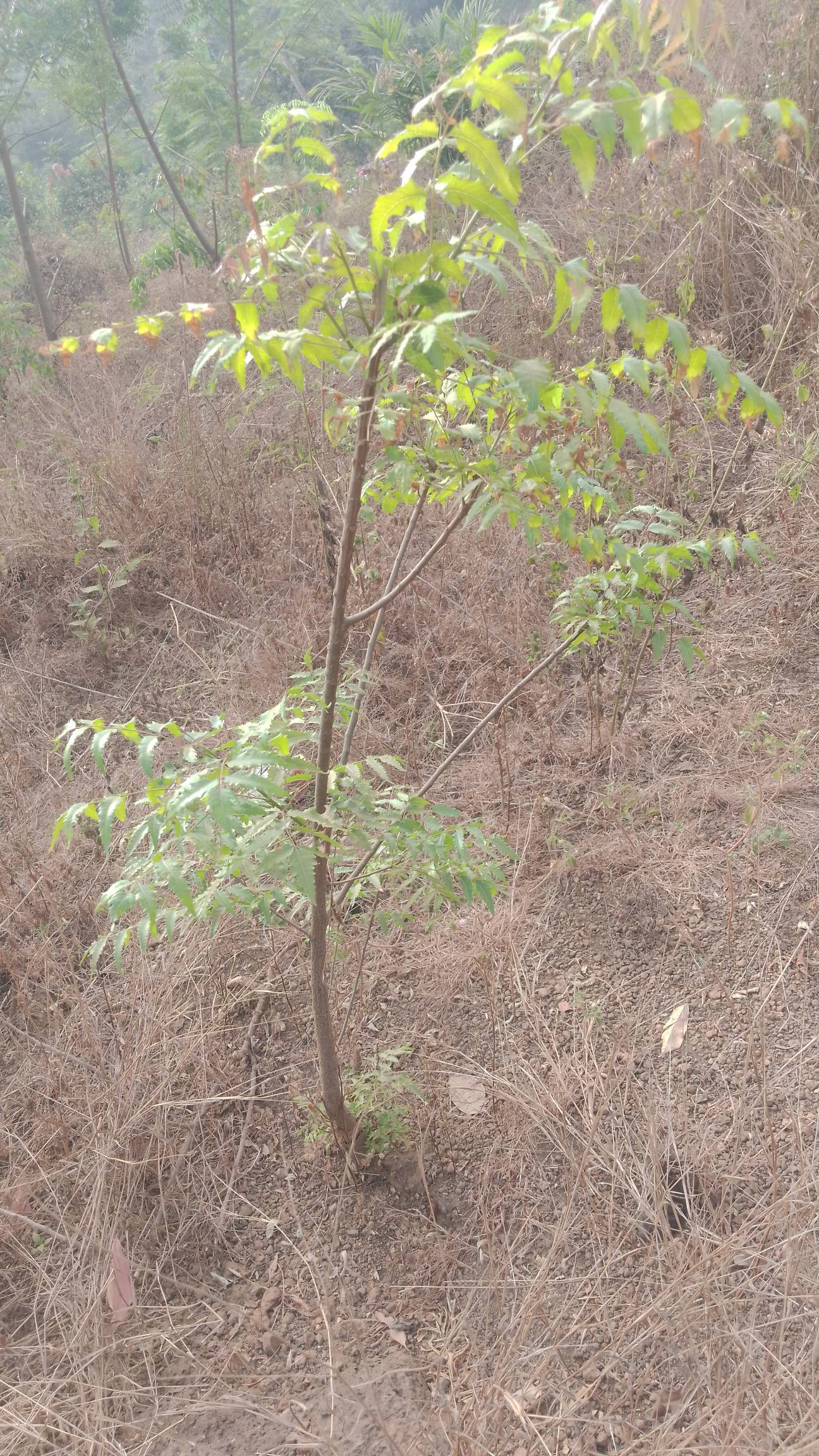 tree