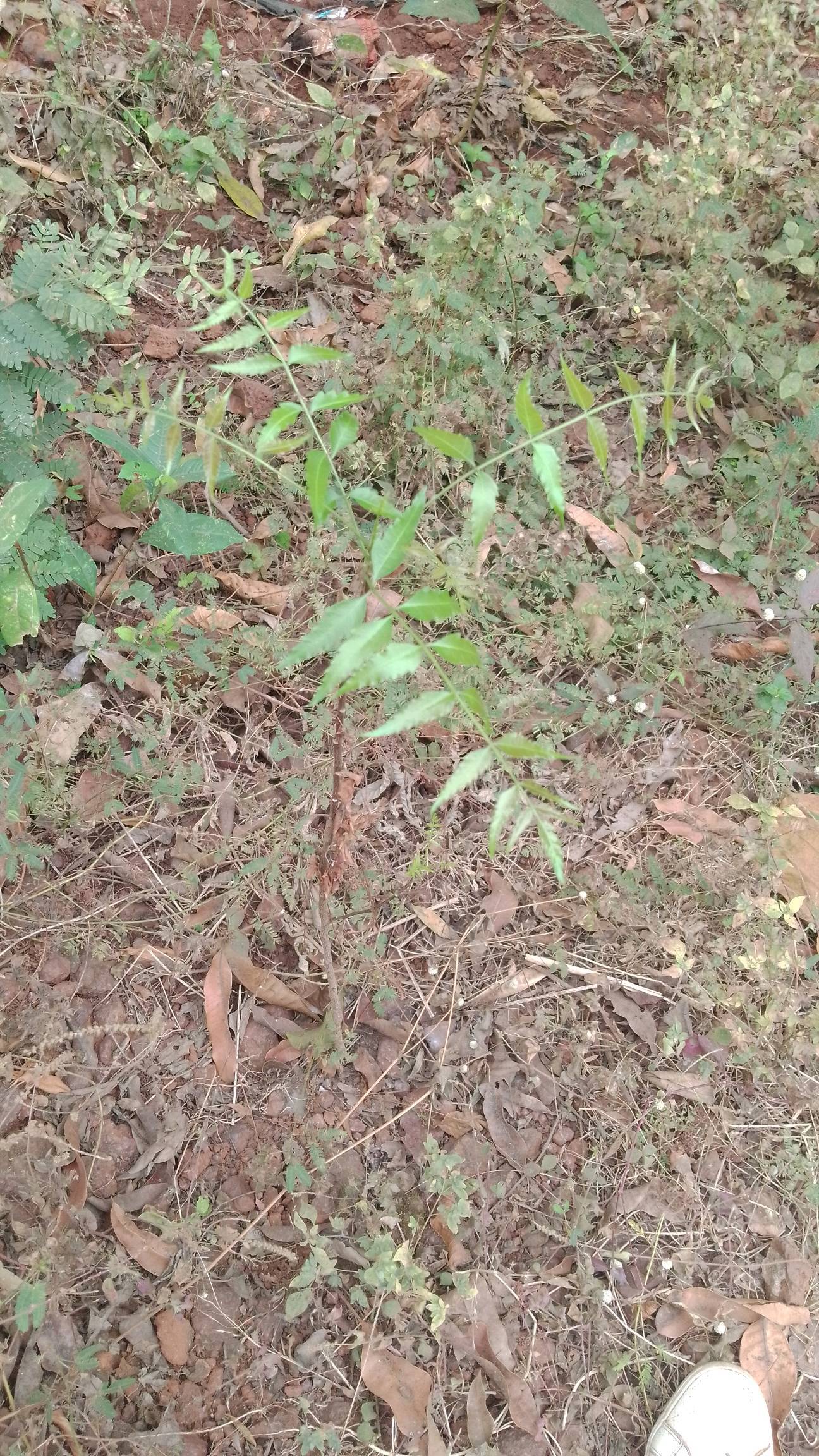 tree