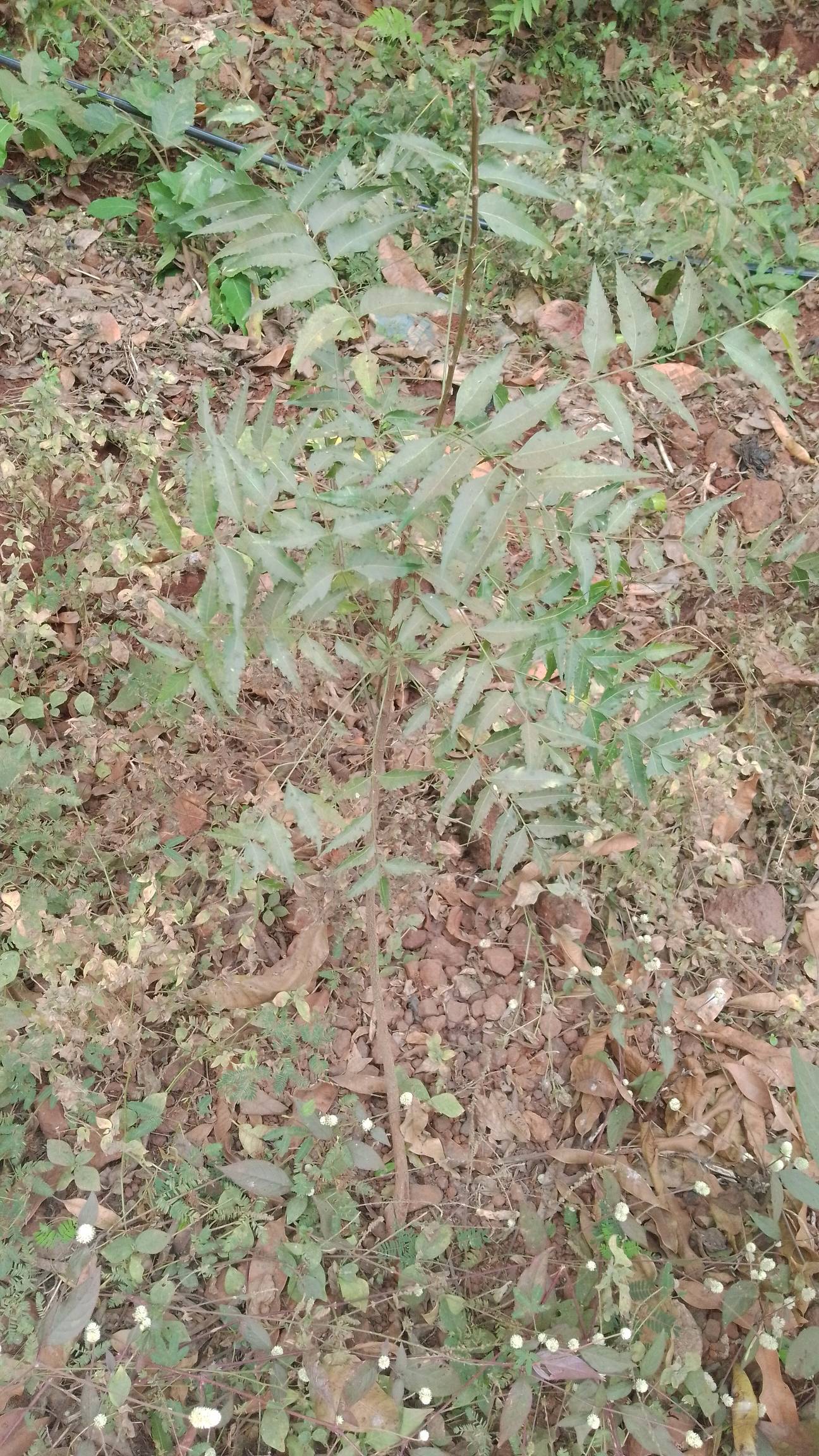 tree