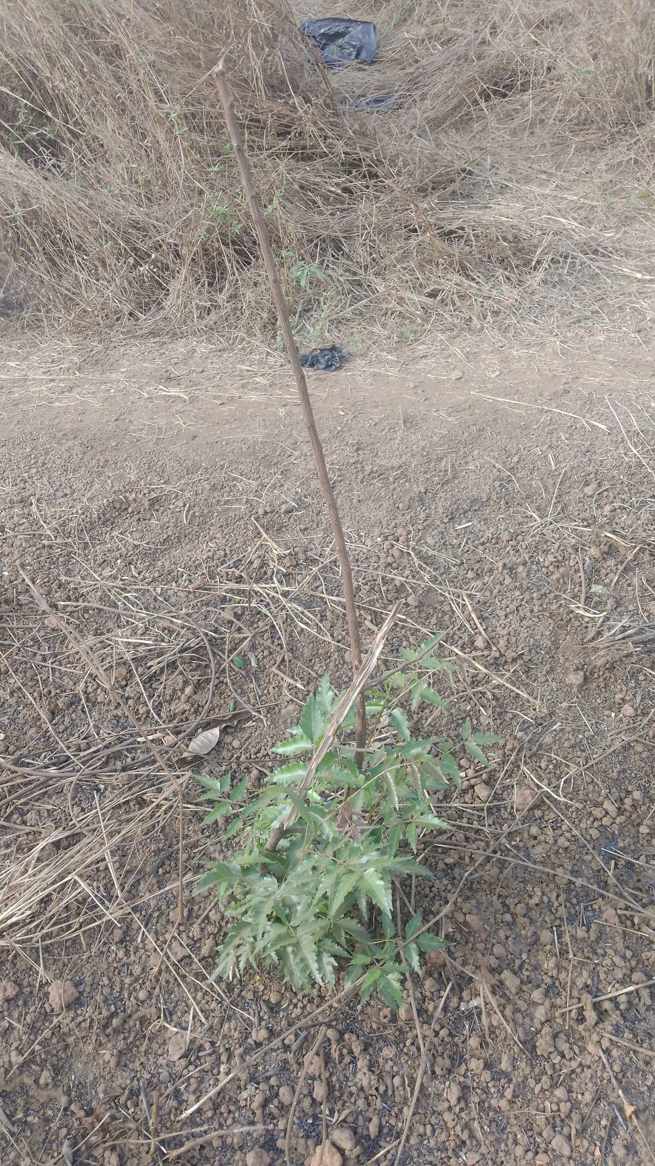 tree