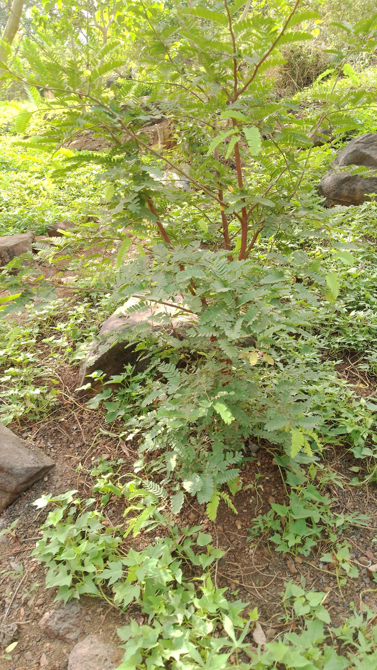 tree