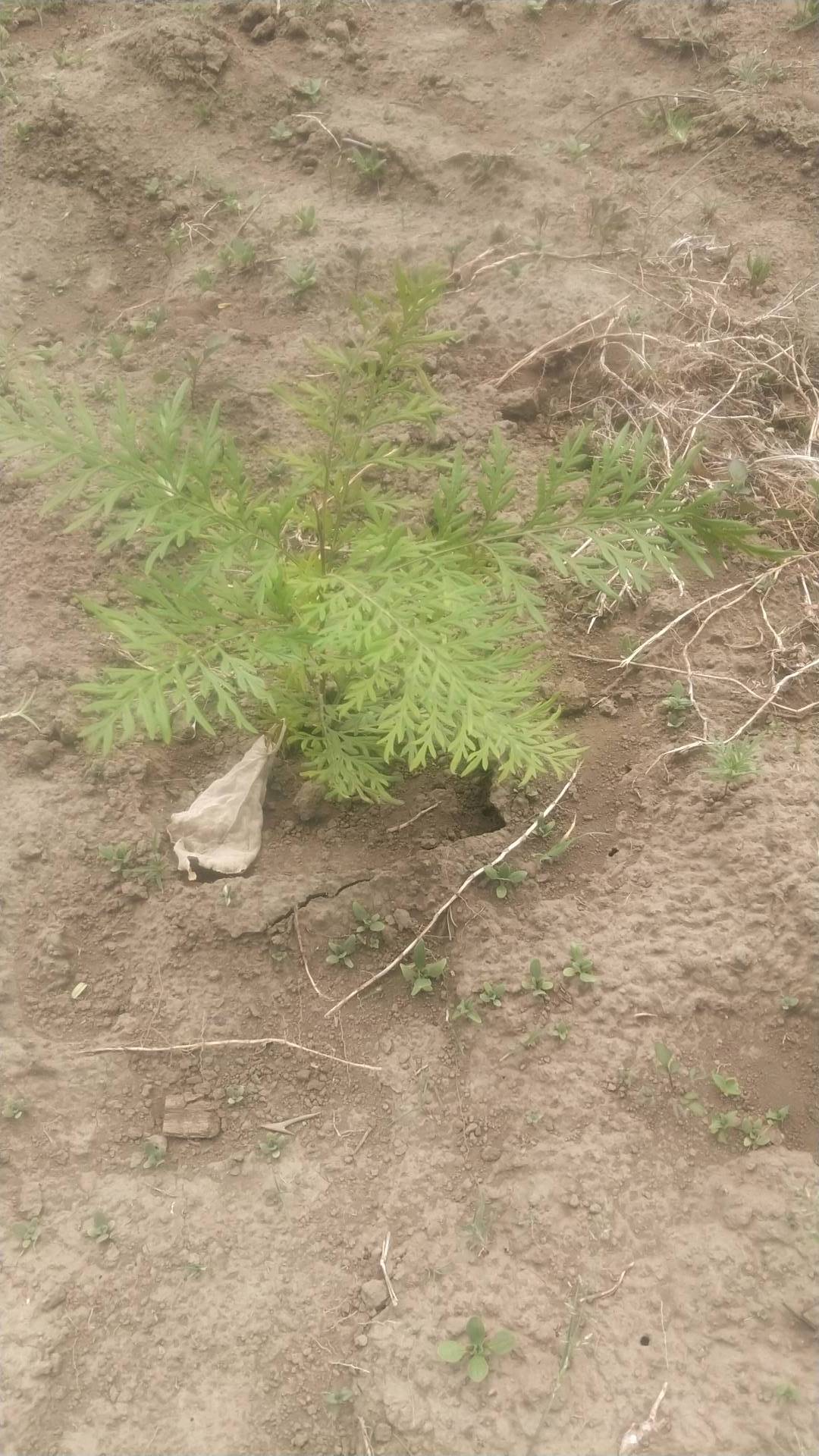 tree