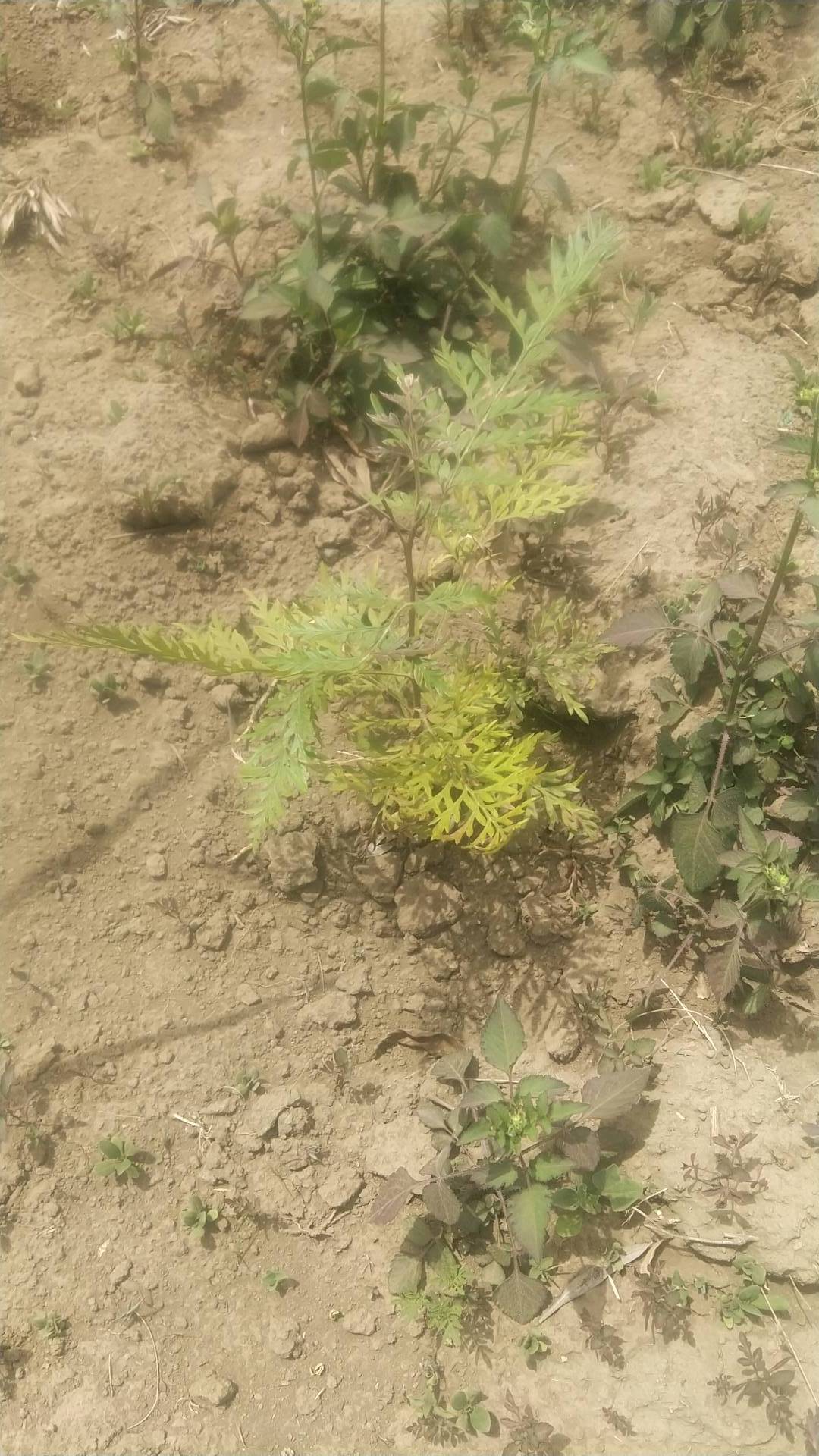 tree