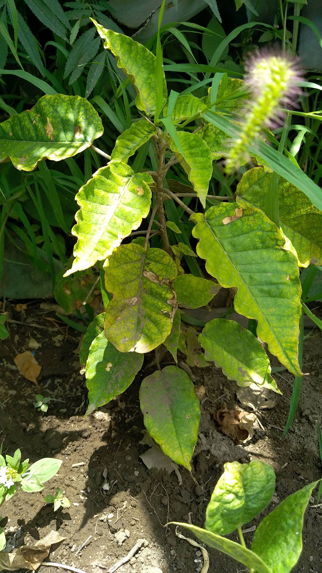 tree