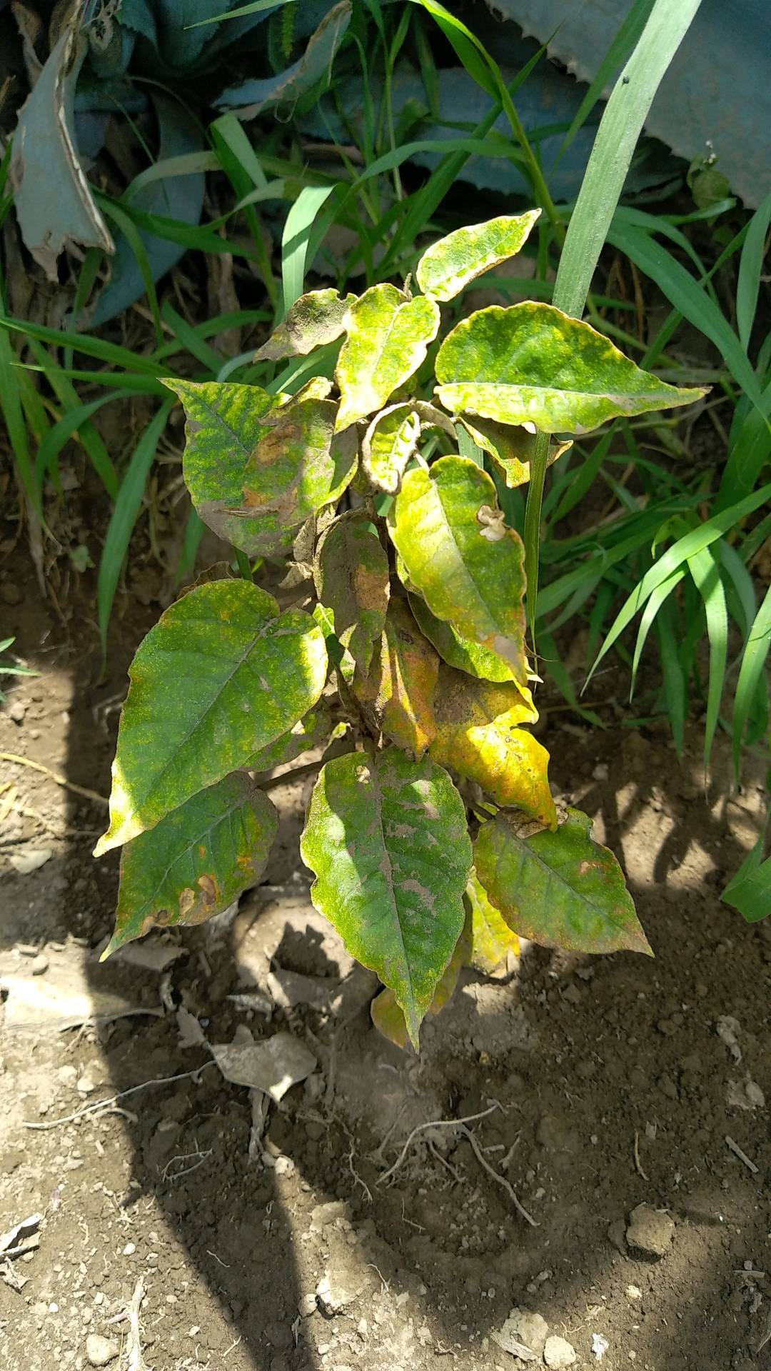 tree