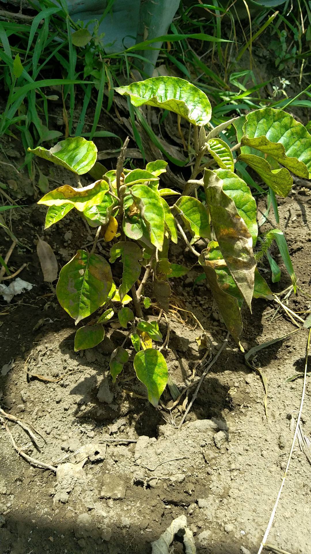 tree