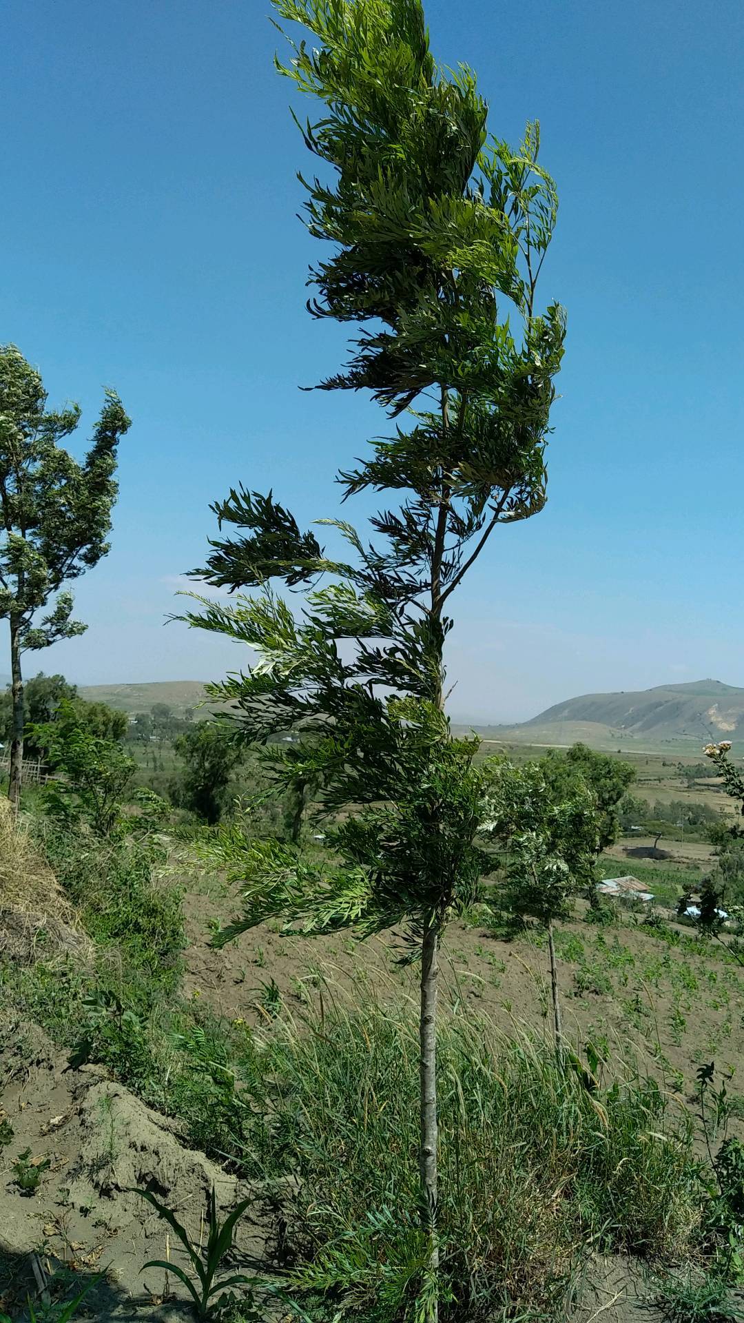 tree