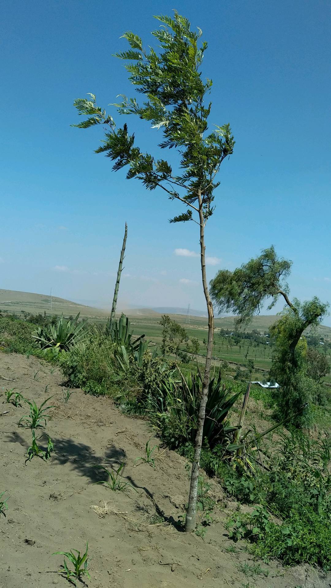 tree