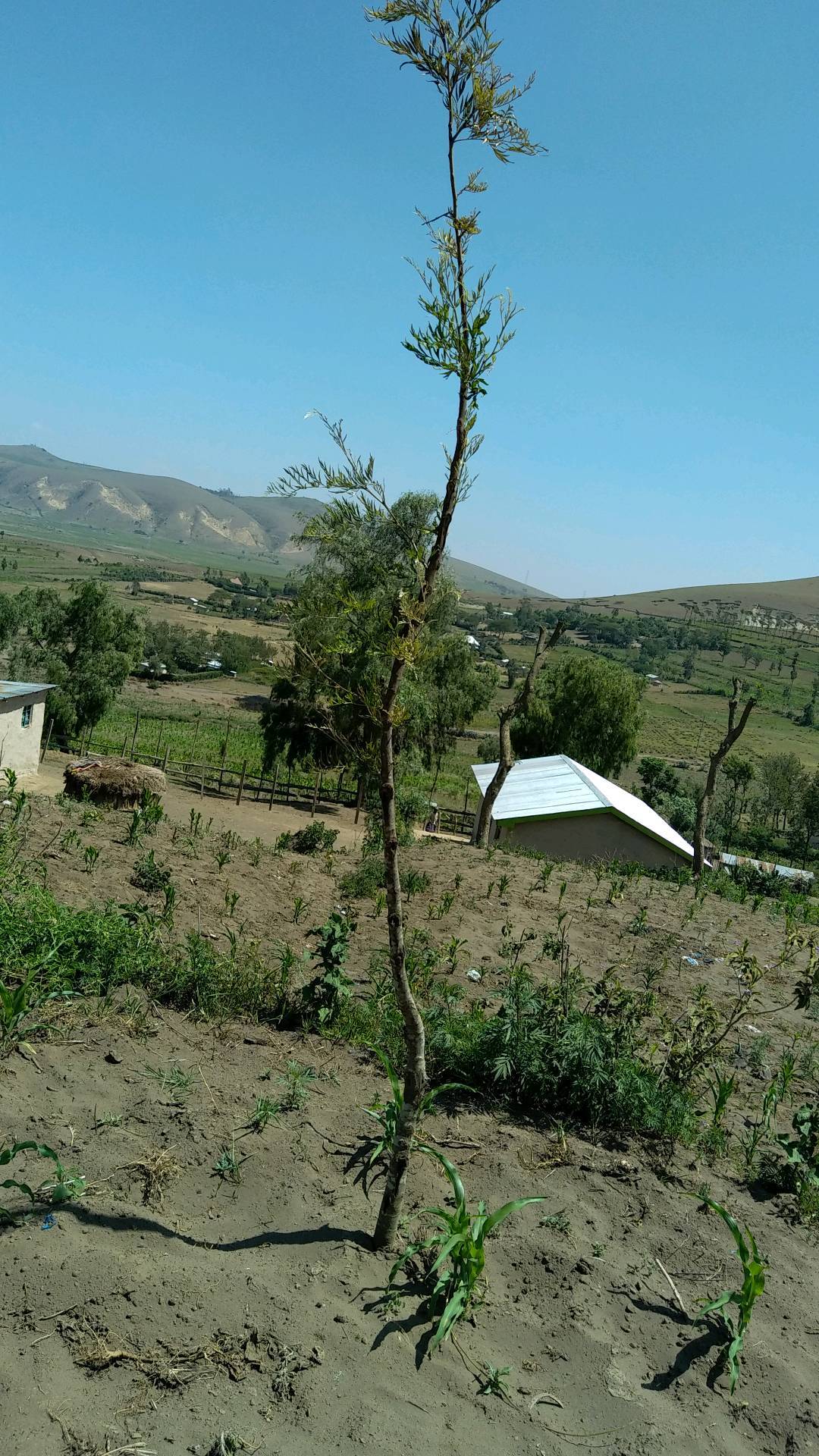 tree