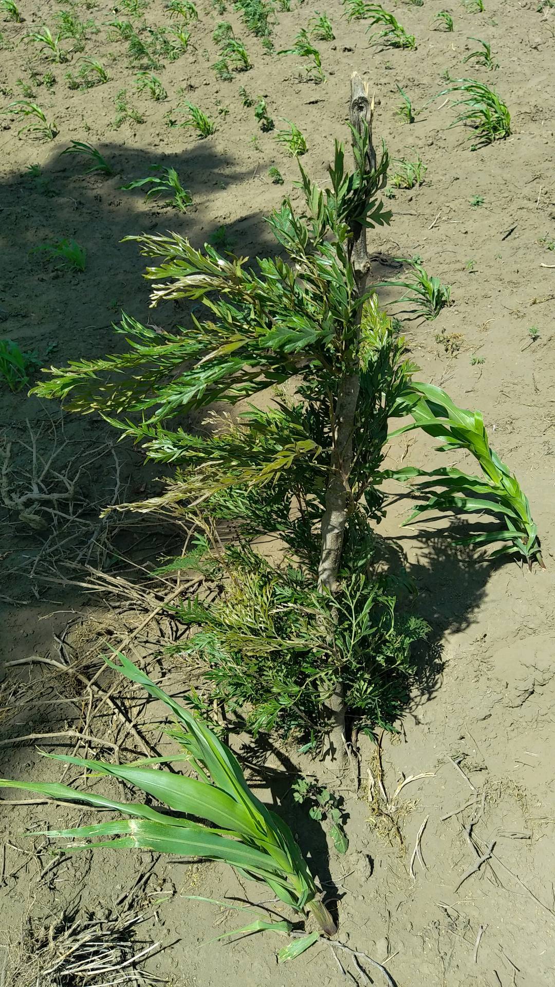 tree