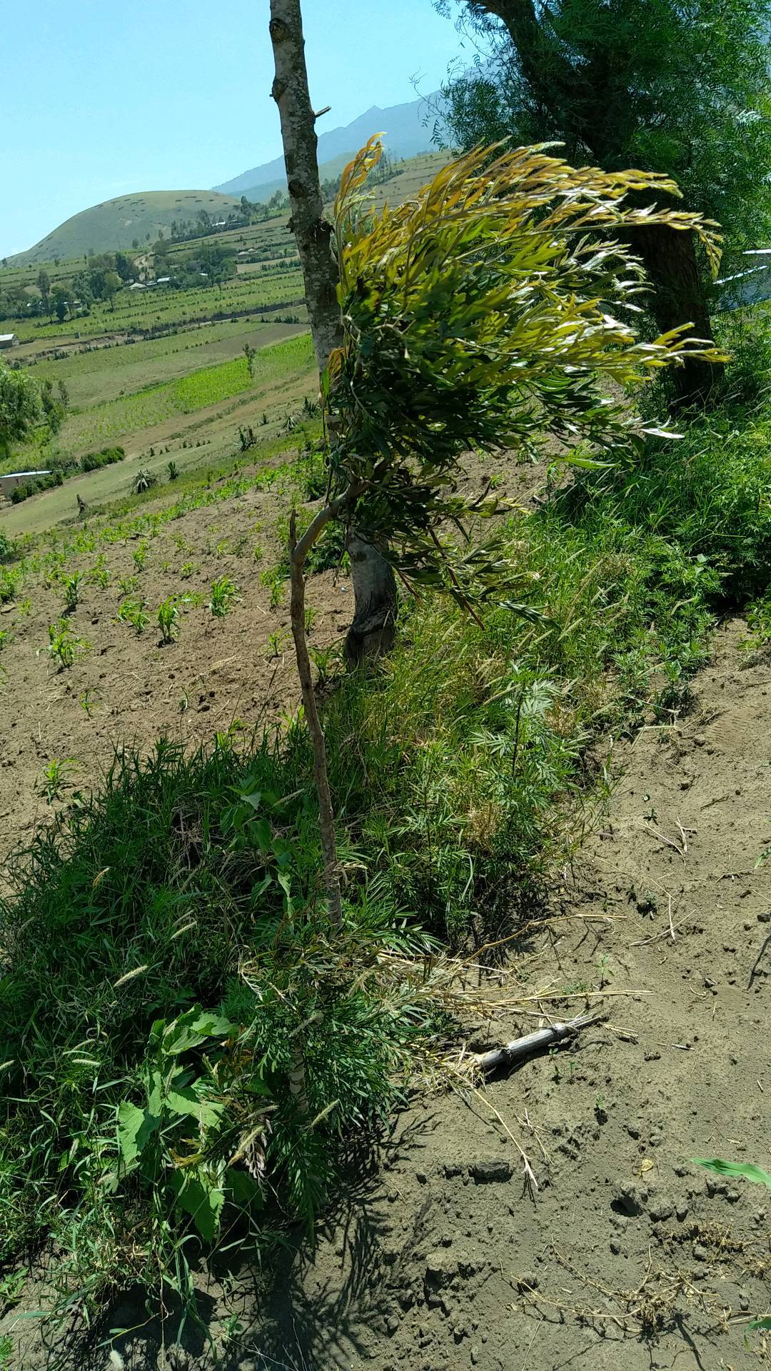tree