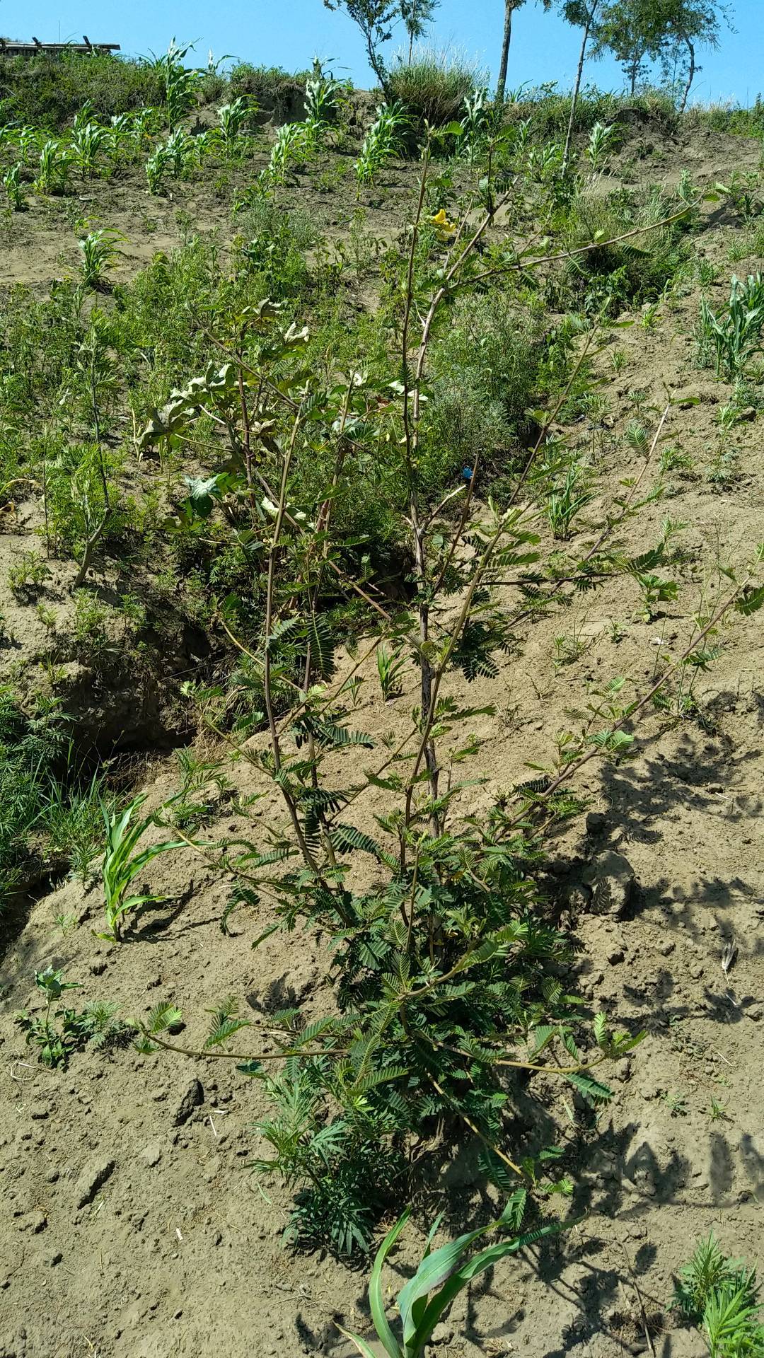 tree